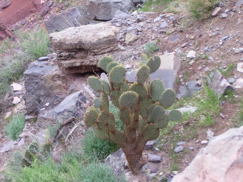 Picture from the Grand Canyon